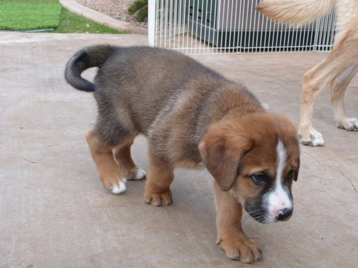 chinook dog